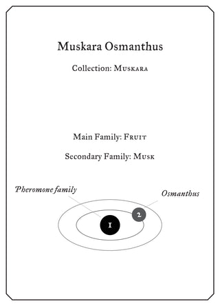 Muskara Osmanthus - Sample