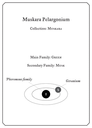 Muskara Pelargonium - Sample